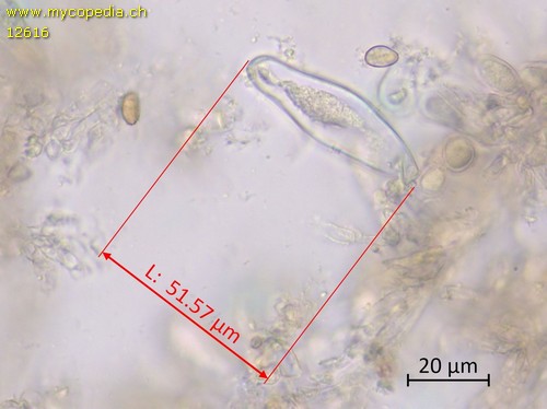 Inocybe melanopus - 