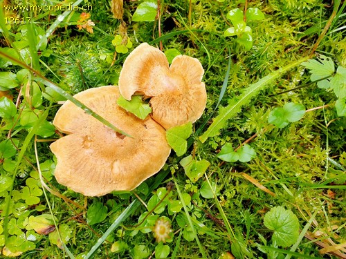 Inocybe queletii - 