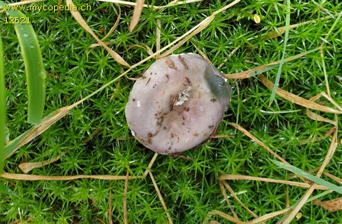 Russula ionochlora - 