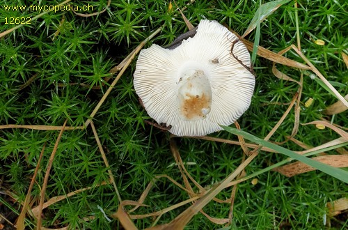 Russula ionochlora - 