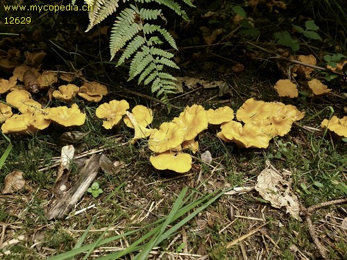 Cantharellus cibarius - 