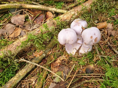 Cortinarius camphoratus - 