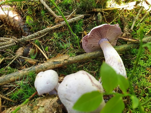 Cortinarius camphoratus - 