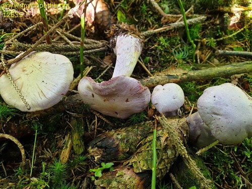 Cortinarius camphoratus - 