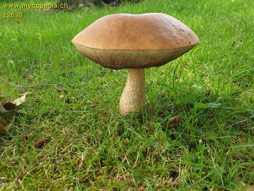 Leccinum scabrum - 