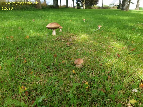 Leccinum scabrum - 