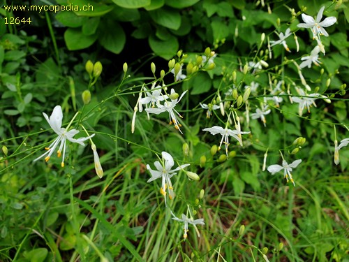 Anthericum ramosum - 