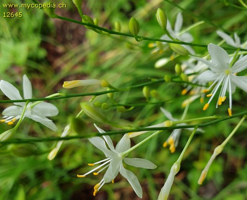 Anthericum ramosum - 