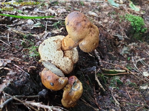 Pseudoboletus parasiticus - 