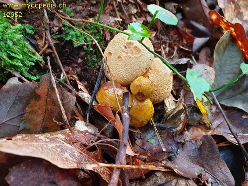 Pseudoboletus parasiticus - 