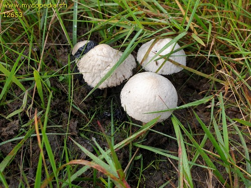 Coprinopsis nivea - 