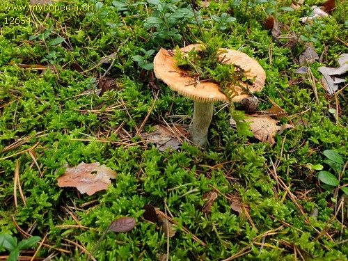 Russula hydrophila - 