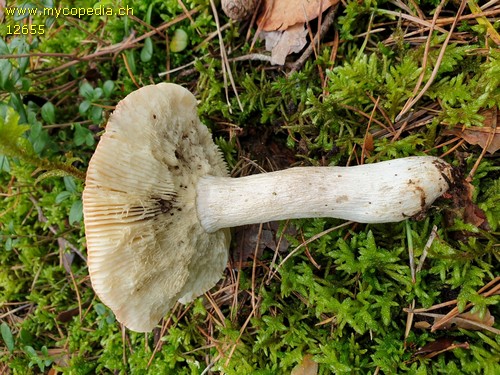 Russula hydrophila - 