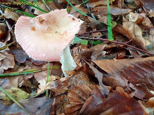 Russula betularum - 