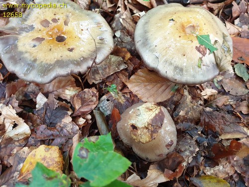 Cortinarius infractus - 