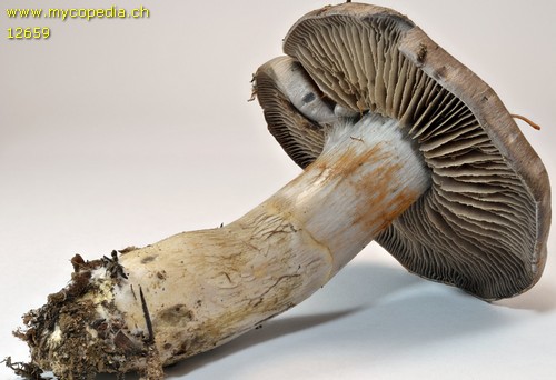 Cortinarius infractus - Lamellen - 