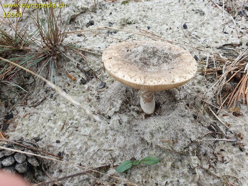 Amanita excelsa - 