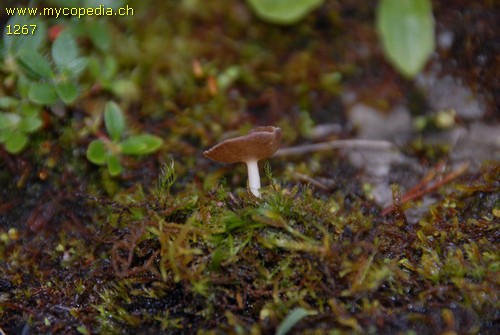 Helvella hypocrateriformis - 