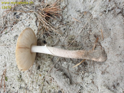 Amanita excelsa - 