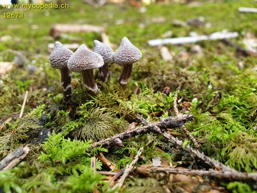 Cortinarius flexipes - 