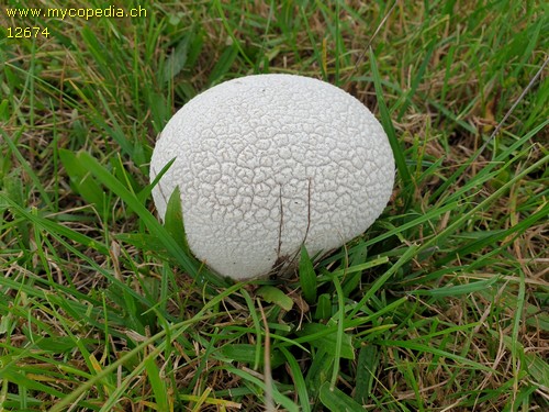 Calvatia utriformis - 