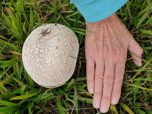 Calvatia utriformis - 