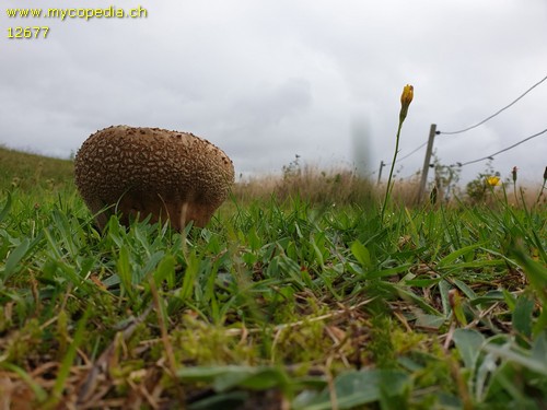 Calvatia utriformis - 