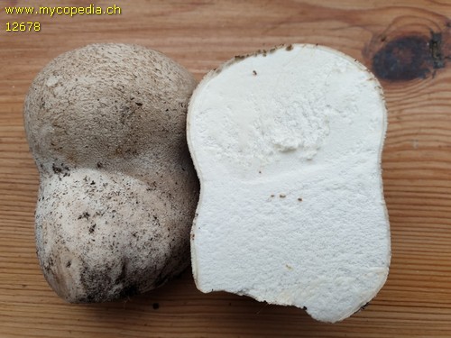 Calvatia utriformis - Querschnitt - 