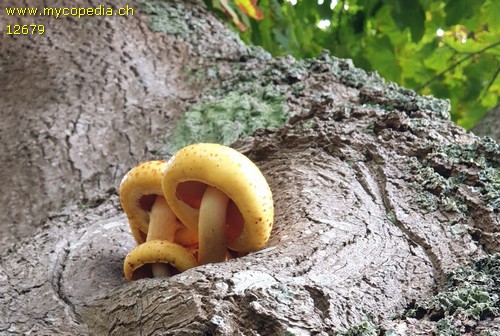 Pholiota adiposa - 