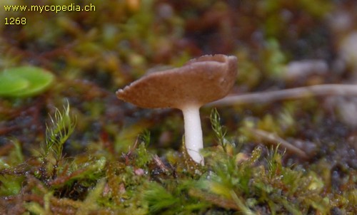 Helvella hypocrateriformis - 