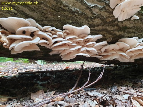 Pleurotus pulmonarius - 