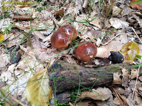 Tricholoma ustale - 