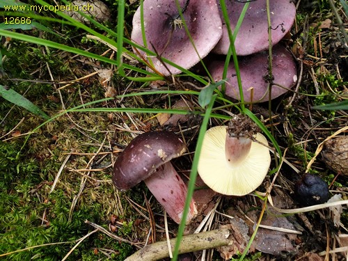 Russula sardonia - 