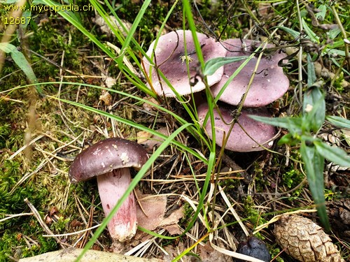 Russula sardonia - 