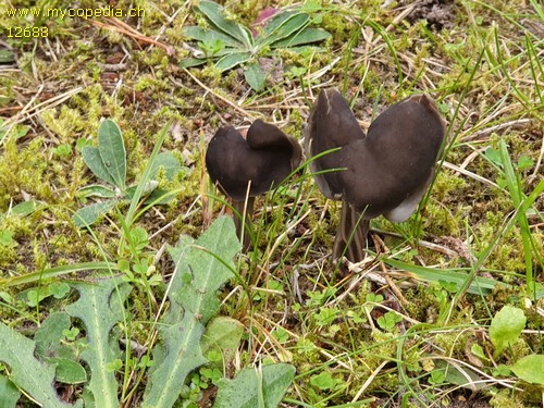 Helvella lacunosa - 