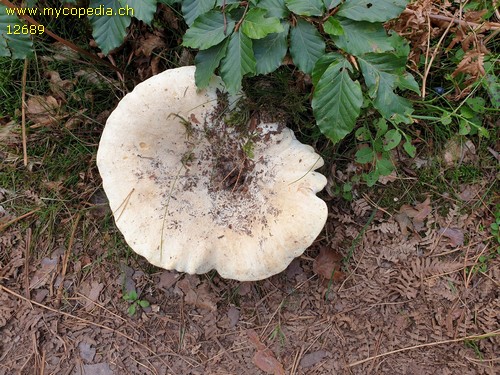 Lactifluus vellereus - 