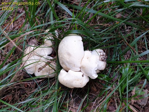 Leucopaxillus paradoxus - 