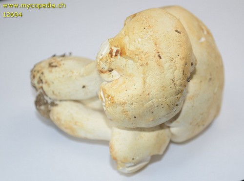 Leucopaxillus paradoxus - 