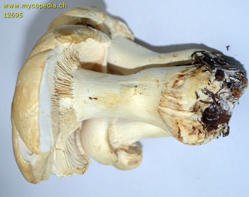 Leucopaxillus paradoxus - 