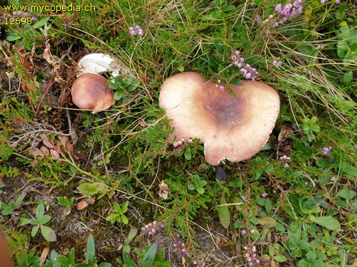 Russula vesca - 