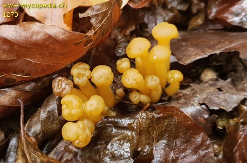 Leotia lubrica - 