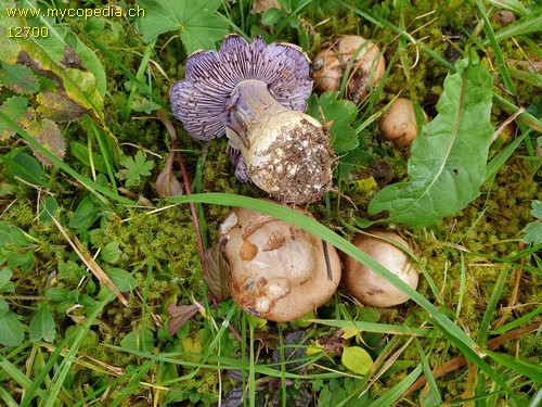 Cortinarius riederi - 