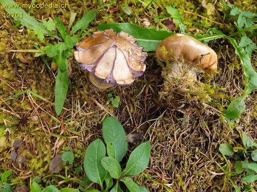 Cortinarius riederi - 