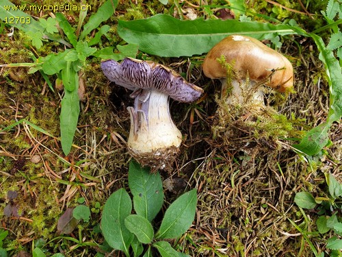 Cortinarius riederi - 