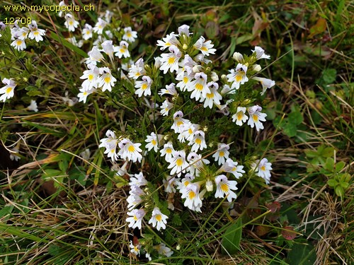 Euphrasia rostkoviana - 