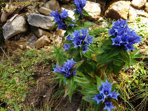 Gentiana asclepiadea - 