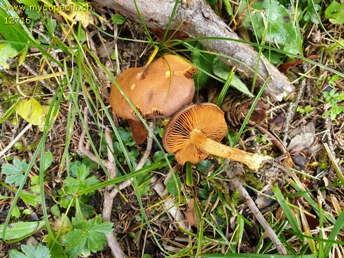 Cortinarius venetus var. montanus - 