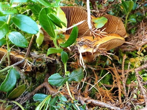 Cortinarius illibatus - 