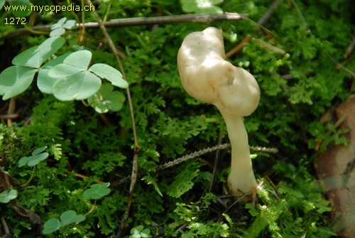 Helvella elastica - 