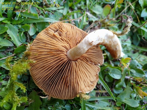 Cortinarius illibatus - 